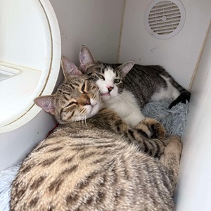 Team Page: Catnip Crusaders